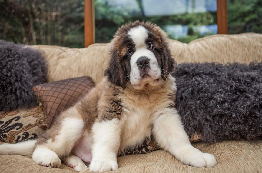 猫条发绿什么原因呢?揭秘猫咪健康的秘密信号