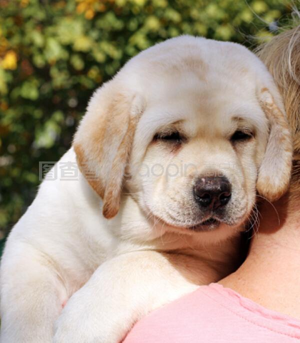 猫喜欢书桌是什么原因:揭秘猫咪的神秘行为